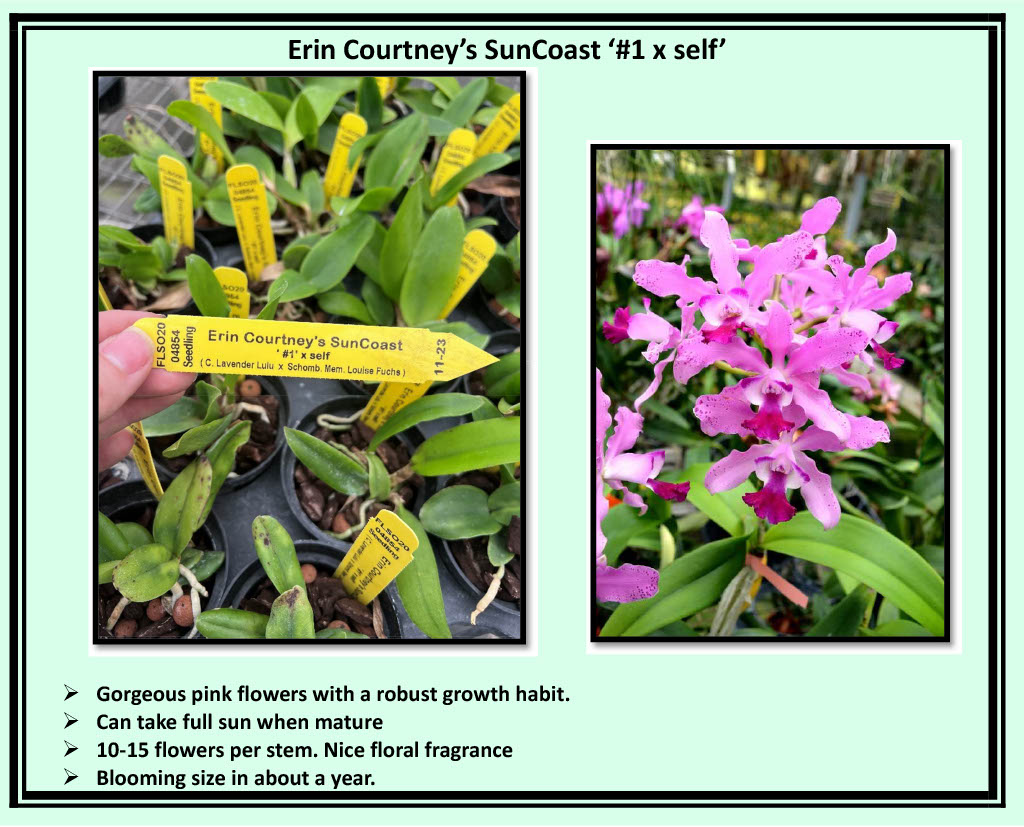 2026 Spring Surprise Box SALE !!
