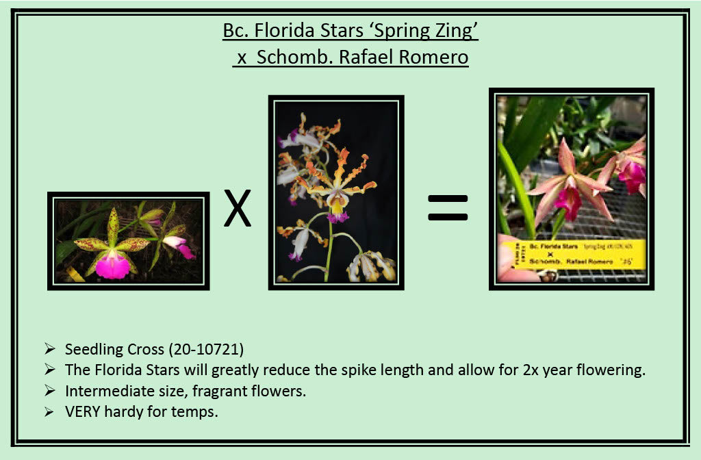 2026 Spring Surprise Box SALE !!