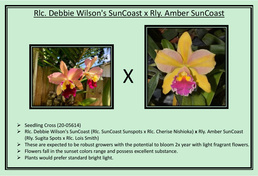 2026 Spring Surprise Box SALE !!
