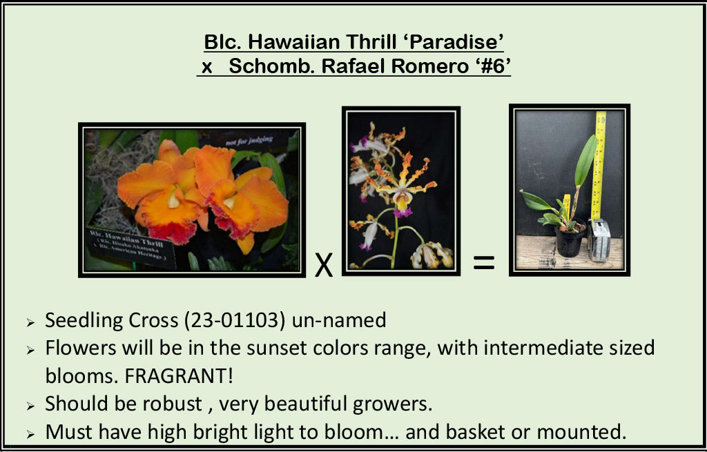 2026 Fall Seedling Box Sale