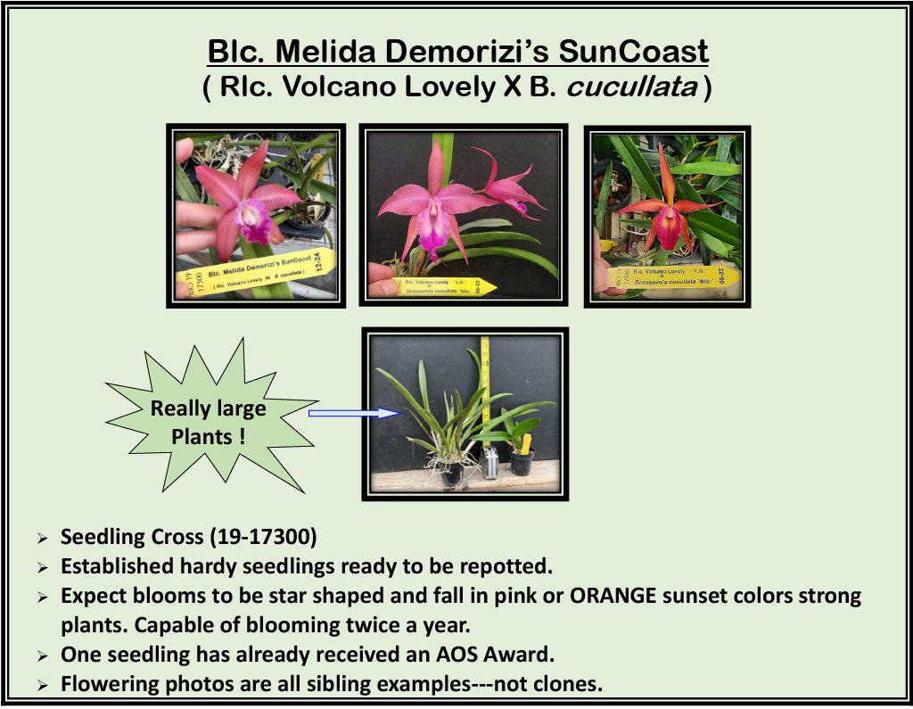 2026 Fall Seedling Box Sale