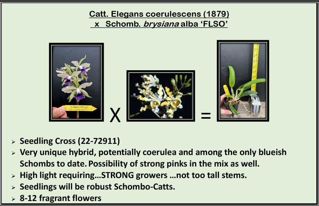 2026 Fall Seedling Box Sale