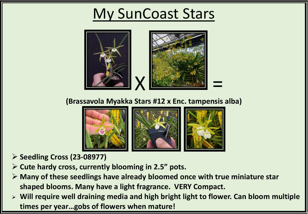 2026 Fall Seedling Box Sale