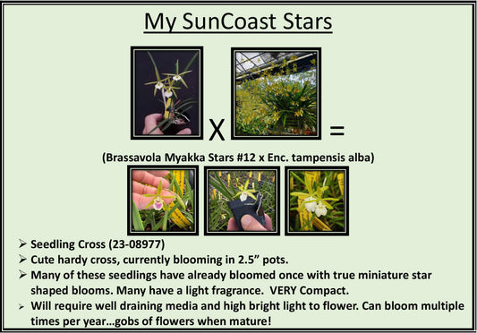 2026 Fall Seedling Box Sale