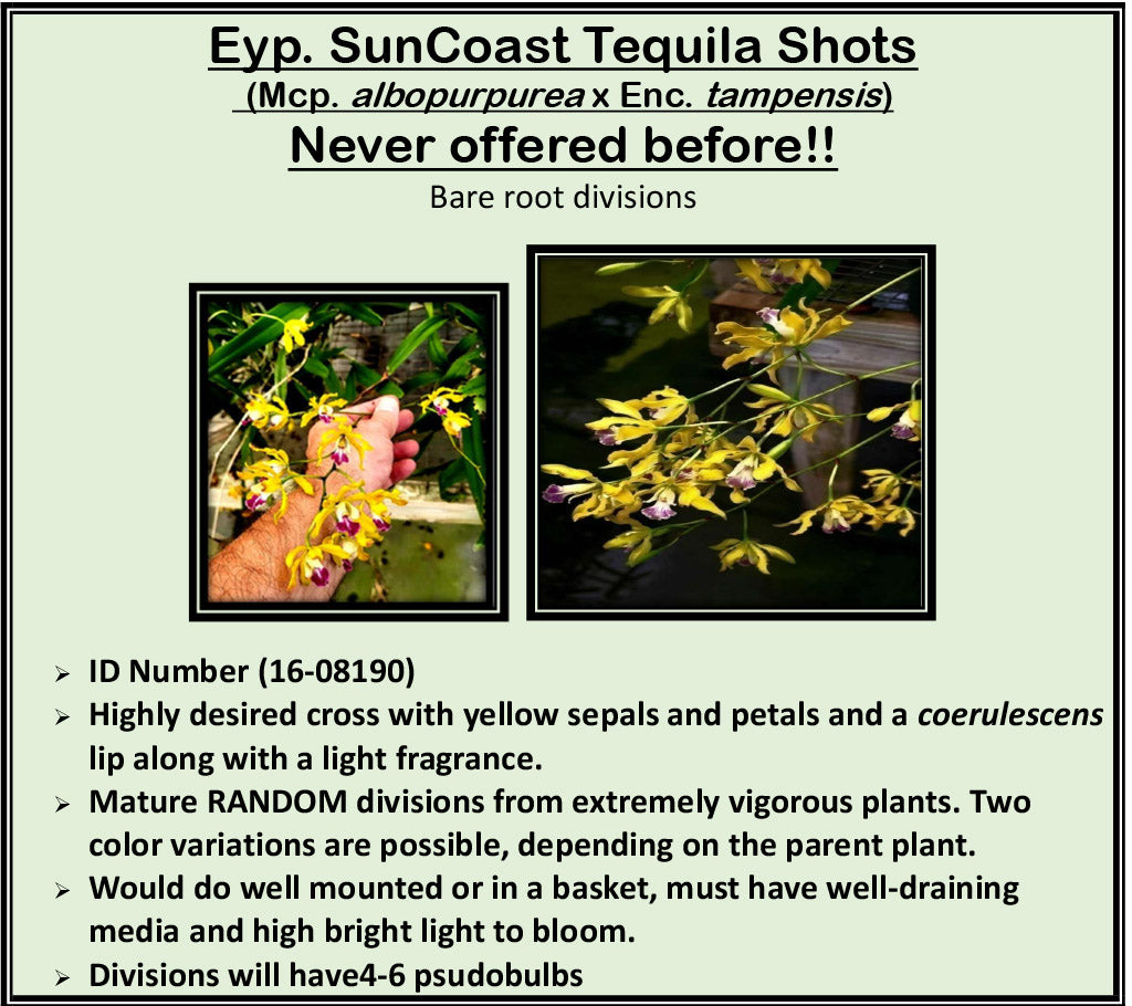 2026 Fall Seedling Box Sale