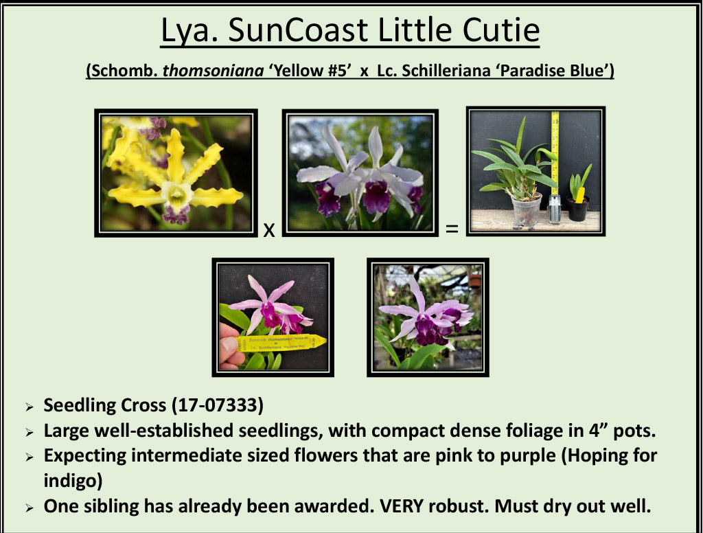 2026 Fall Seedling Box Sale