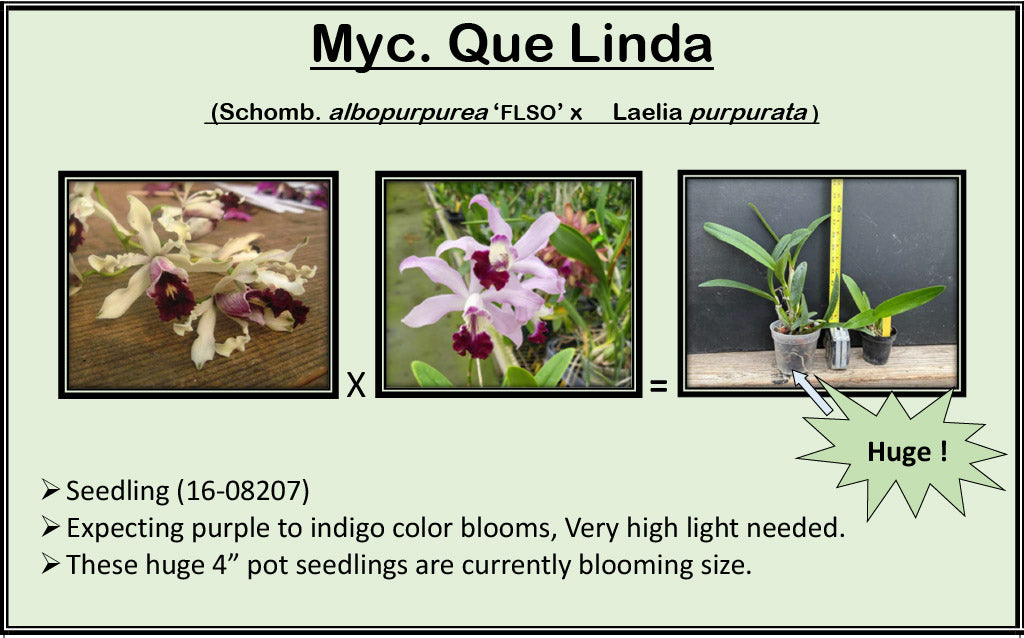 2026 Fall Seedling Box Sale